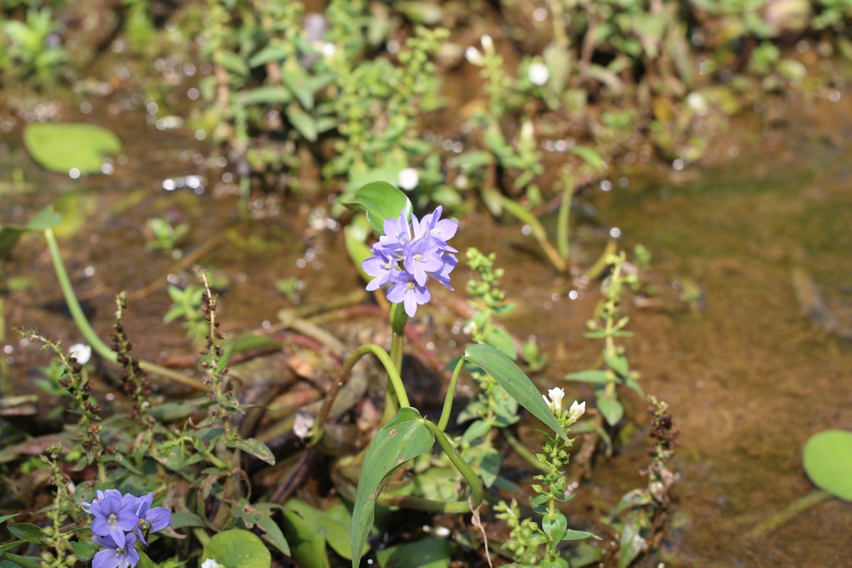 Pontederia vaginalis Burm.f.